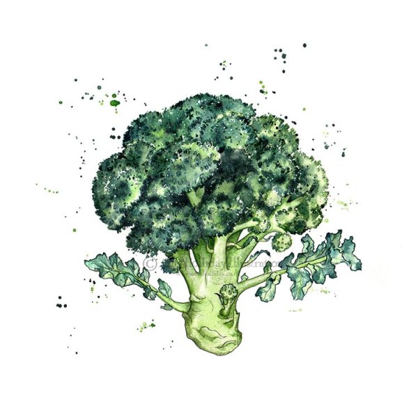Брокколи Ботаническая иллюстрация