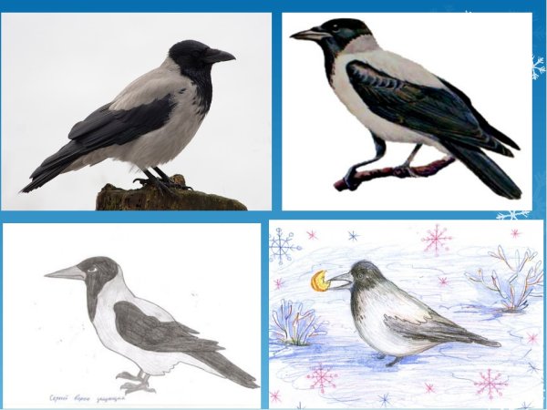 Поэтапное рисование вороны