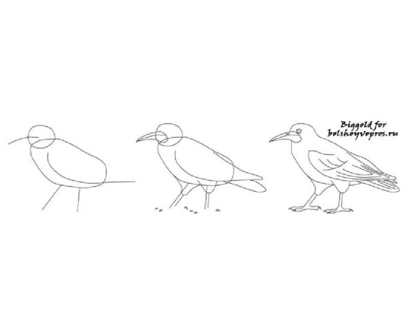 Схема рисования вороны для детей
