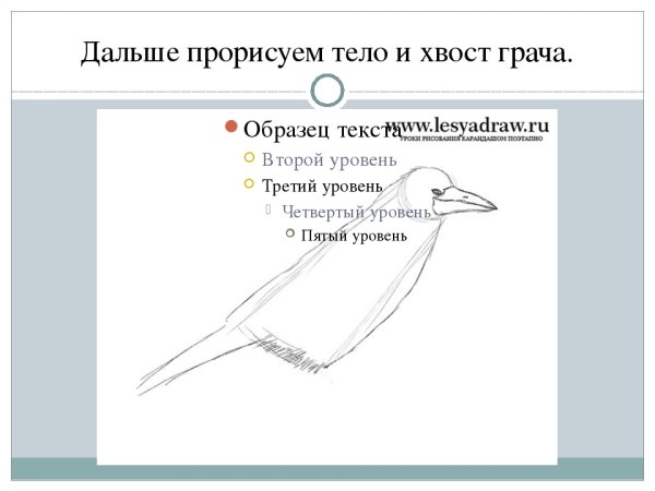Поэтапное рисование Грача