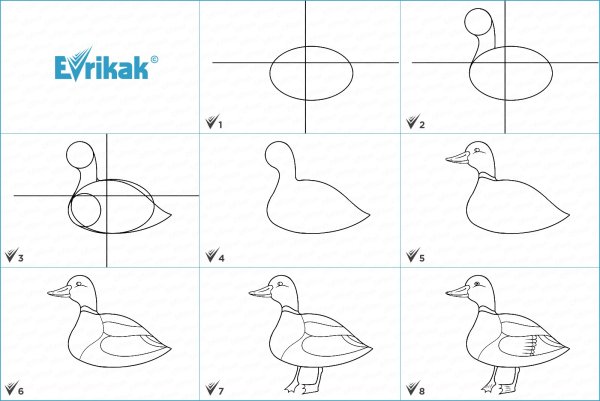 Поэтапное рисование утки для детей