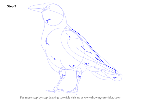 Ворона рисунок для начинающих