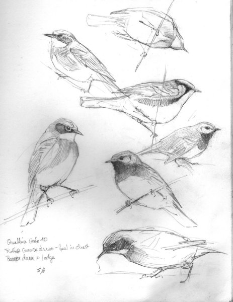 Зарисовки птиц
