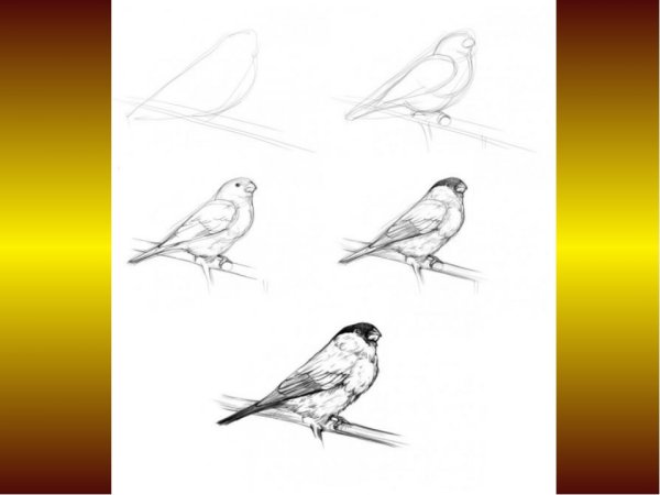 Рисование птиц