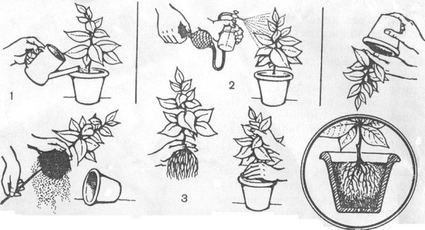 Схема пересадки растений для детей