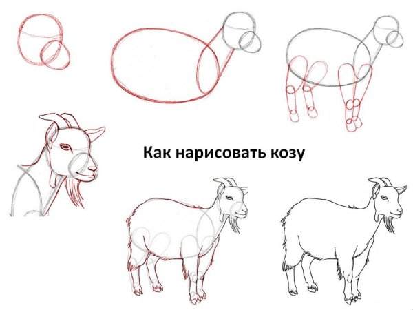 Как нарисовать козу поэтапно