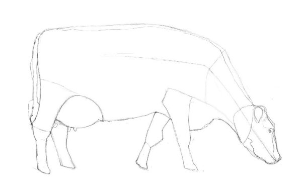 Поэтапное рисование коровы карандашом