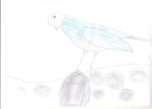 Нарисовать кукушку карандашом