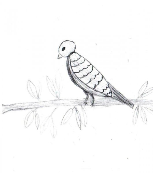 Кукушка рисунок