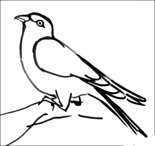 Как нарисовать жаворонка