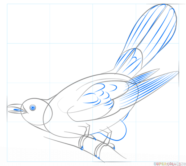Как рисуется Кукушка правильно