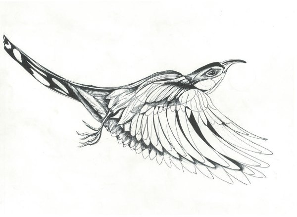 Нарисовать кукушку поэтапно