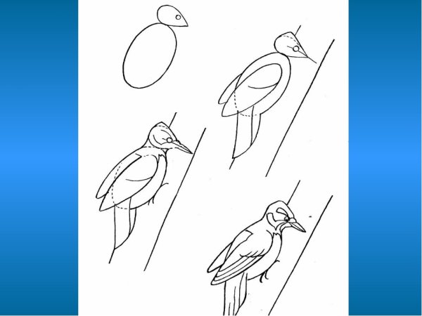 Поэтапное рисование птиц