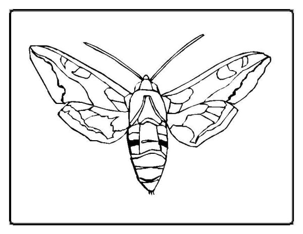 Бабочка Бражник раскраска