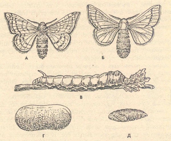 Тутовый шелкопряд превращение