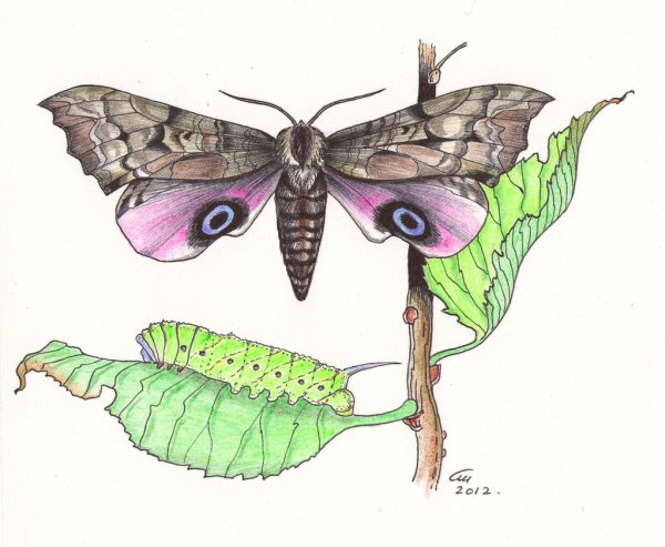 Глазчатый Бражник рисунок