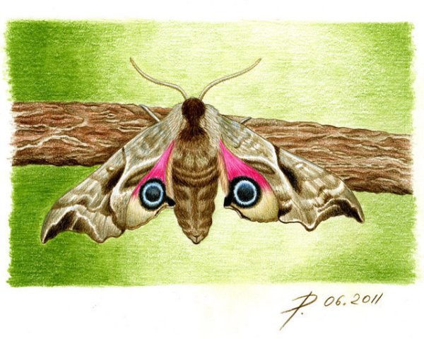 Бражник рисунок