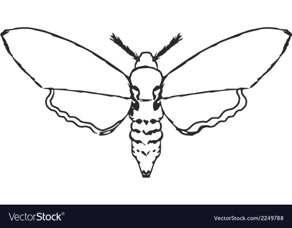 Моль раскраска для детей