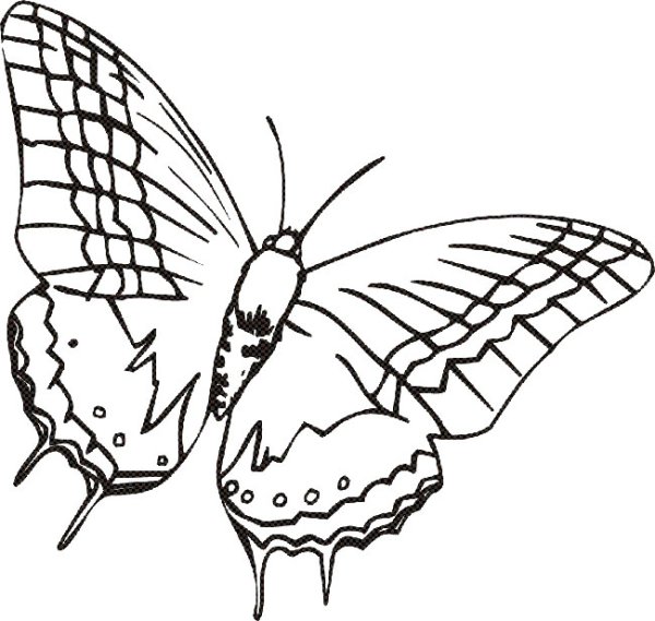 Бражник раскраска