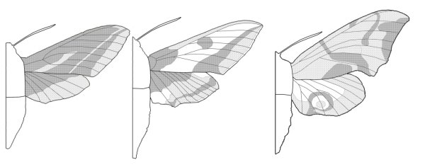 Бабочка олеандровый Бражник