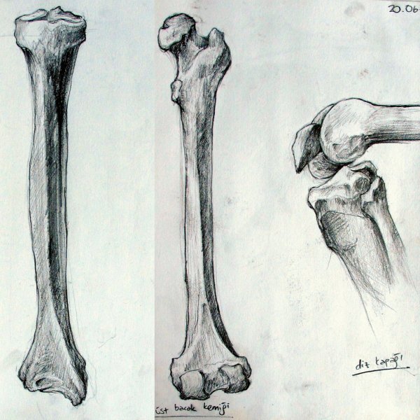 Нарисованная кость