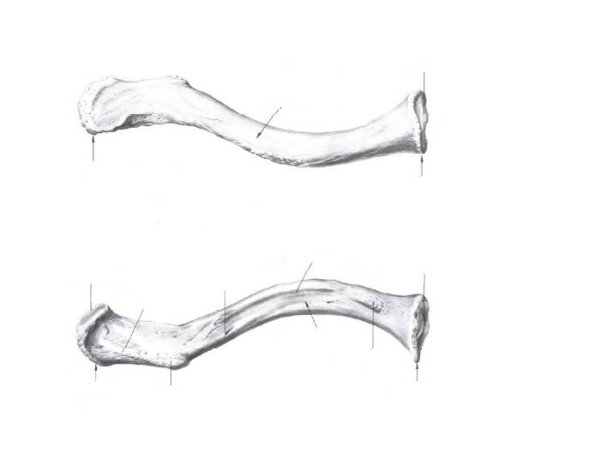 Ключица анатомия