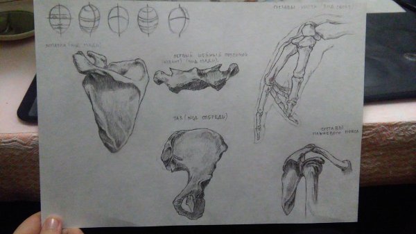 Карандашом для начинающих кость