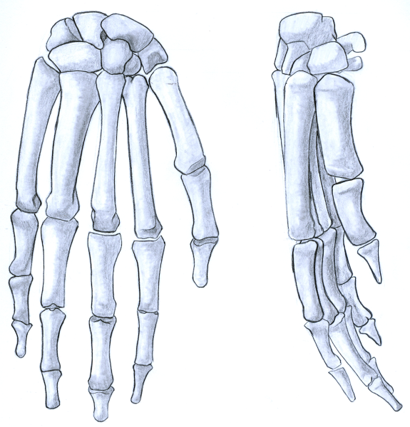 Кисти рук скелет сбоку