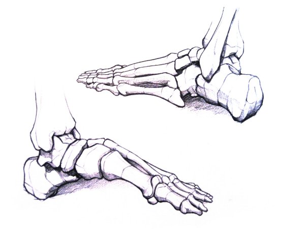 Скелет стопы карандашом