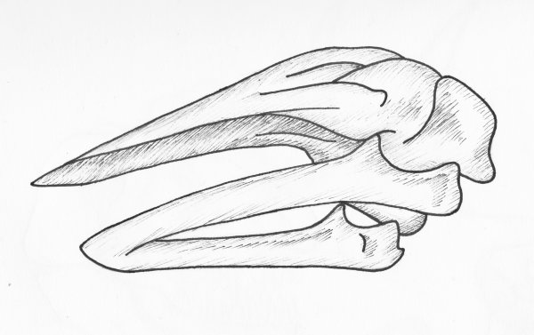 Рисунок кости легкие