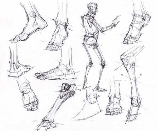 Анатомия человека для рисования ноги