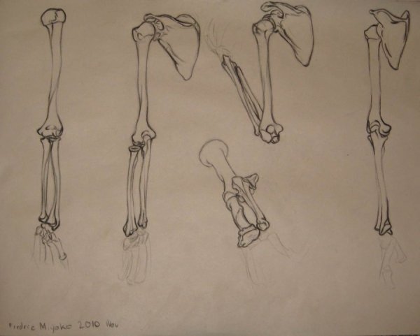 Референс костей руки для рисования