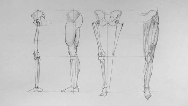 Готфрид Баммес анатомия тазобедренная кость
