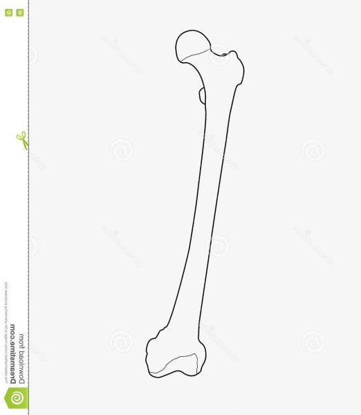 Бедренная кость рисунок