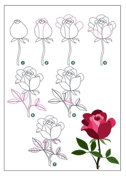 Как нарисовать букет роз поэтапно