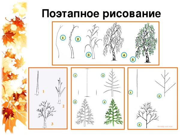 Этапы рисования дерева