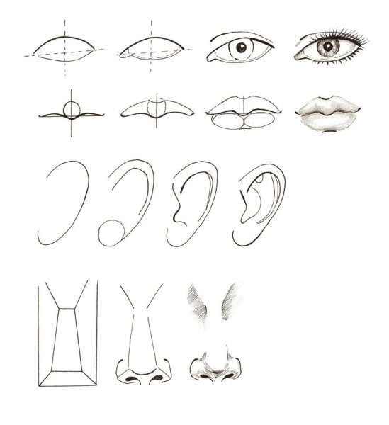 Части лица карандашом для начинающих