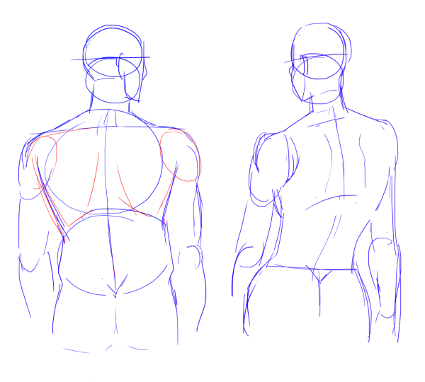 Анатомия человека для рисования плечи
