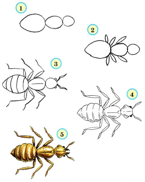Рисование насекомые