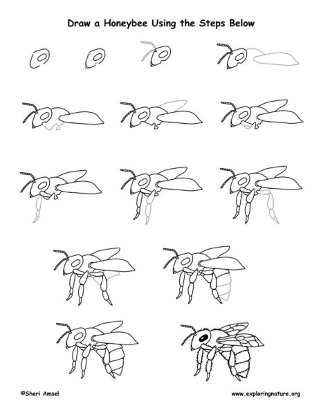 Последовательность рисования насекомых