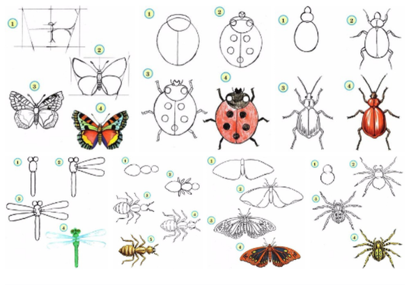 Поэтапное рисование насекомых