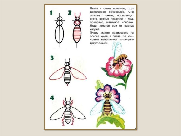 Рисование насекомые для дошкольников презентация