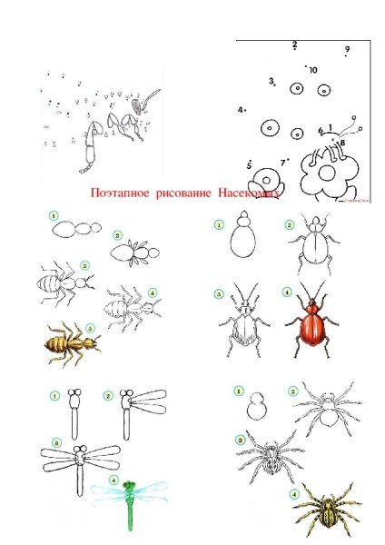 Насекомые поэтапно