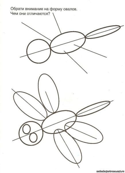 Рисунок схема насекомого