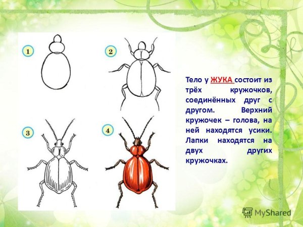 Поэтапное рисование насекомых