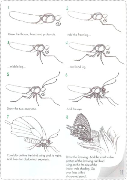 Учусь рисовать. Насекомые
