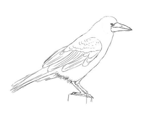 Рисование Грача