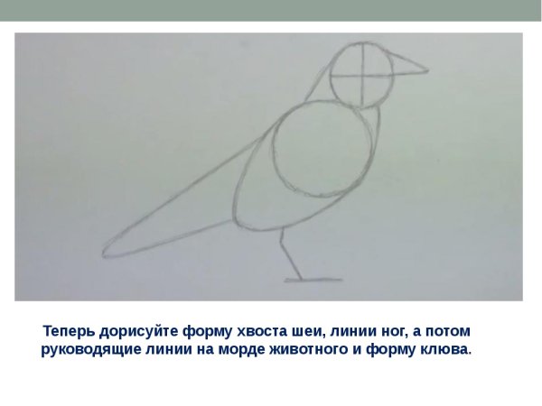 Поэтапное рисование вороны