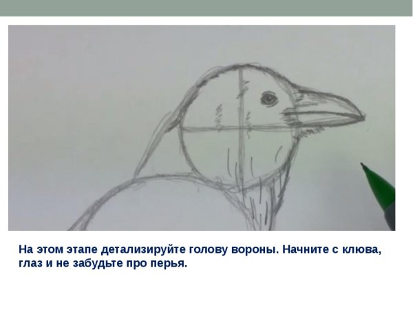 Рисование вороны поэтапно