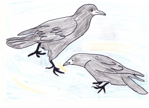 Грач детский рисунок